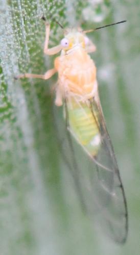 Cacopsylla sorbi